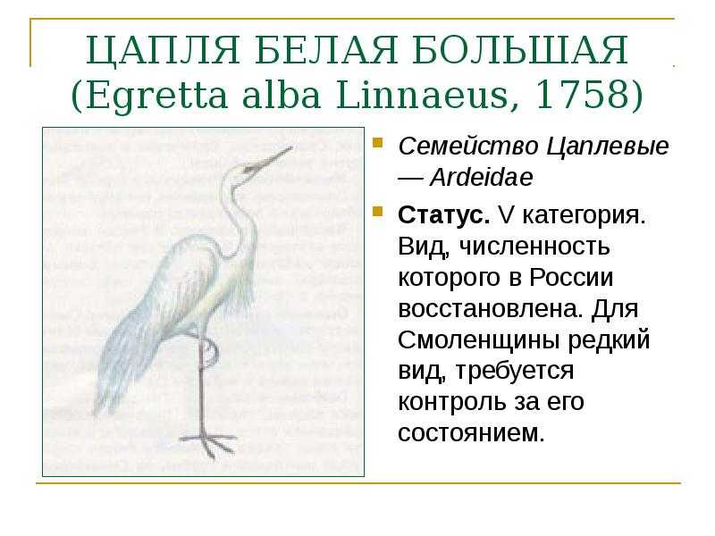 Серая цапля – необычный хищник русских болот