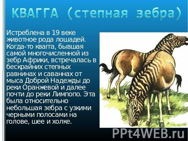 Квагга (лат. equus quagga quagga)