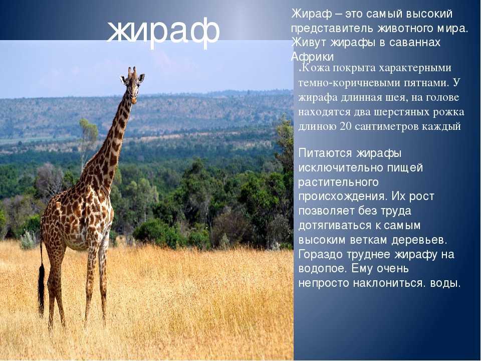 Жираф: все самое интересно о повадках и образе жизни