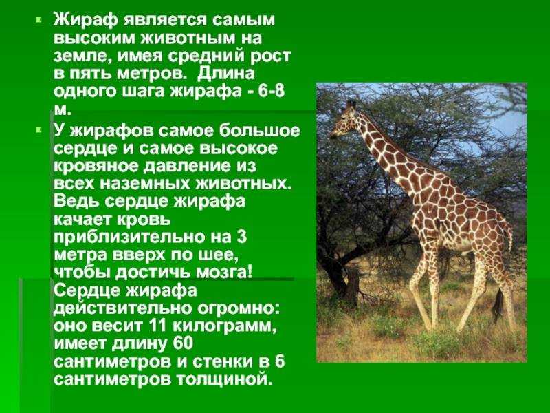 Жираф - информация о среде обитания, питании, поведении, размножении и подвидах