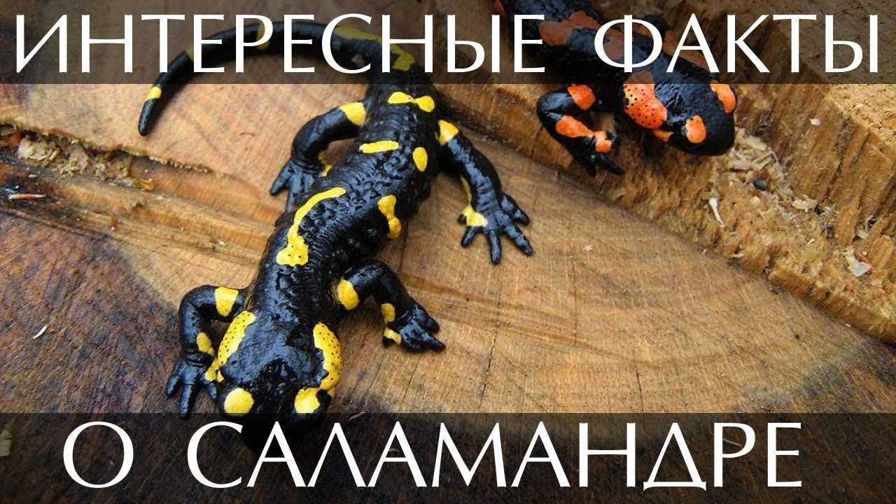 Кавказская саламандра (mertensiella caucasica) [1988 александровская т.о., васильева е.д., орлова в.ф. - рыбы, амфибии, рептилии красной книги ссср: береги природу!]