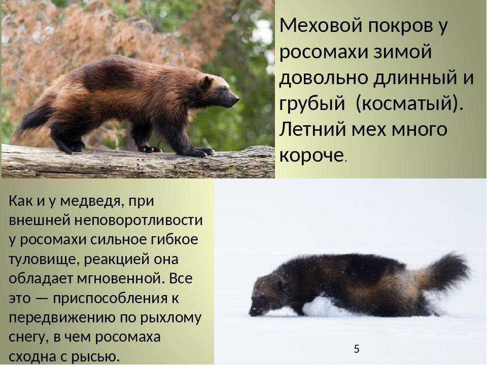 Самые опасные в мире - окружающий мир для любознательных | некоммерческий учебно-познавательный интернет-портал зоогалактика