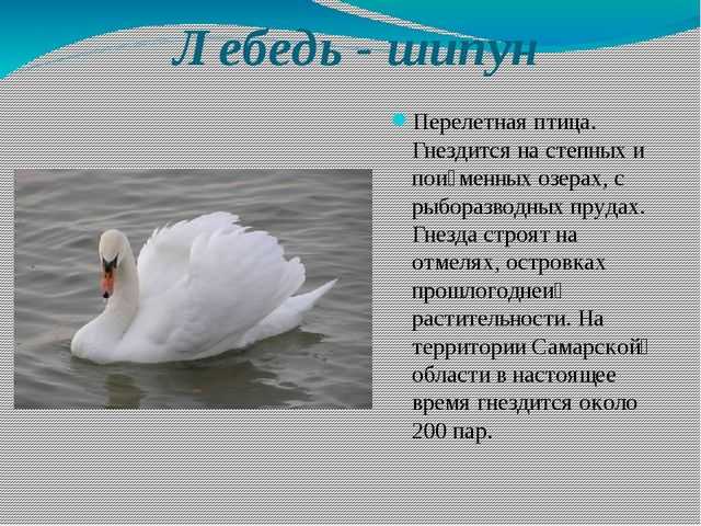 Описание лебедя шипуна из красной книги