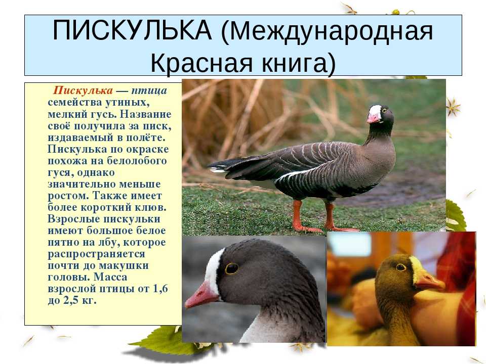 Пискулька (anser erythropus)