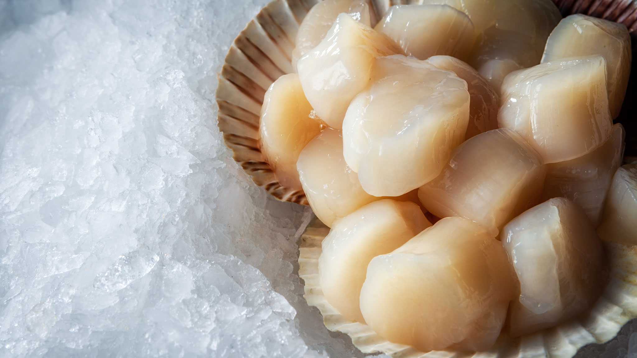 Морские гребешки