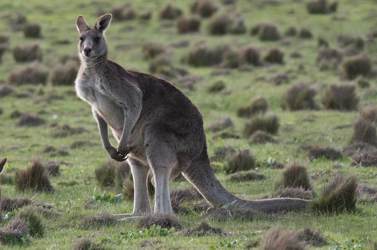 Горные кенгуру Macropus robustus обитают в сухой, гористой местности по всей Австралии Длина тела горного кенгуру колеблется от 75 до 140 см, длина хвоста — от 60 до 90 см Горные кенгуру — травоядные животные