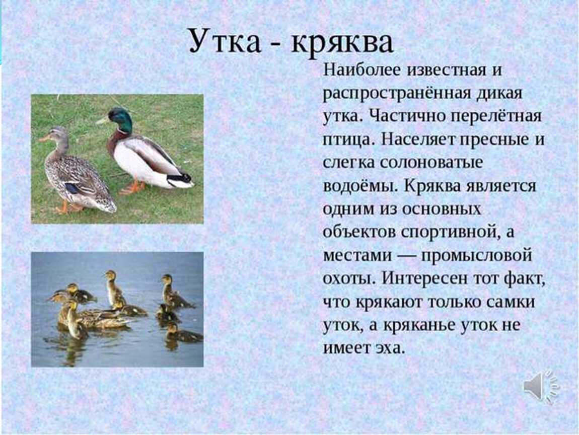 Крохаль утка. описание, особенности, виды, образ жизни и среда обитания птицы | живность.ру