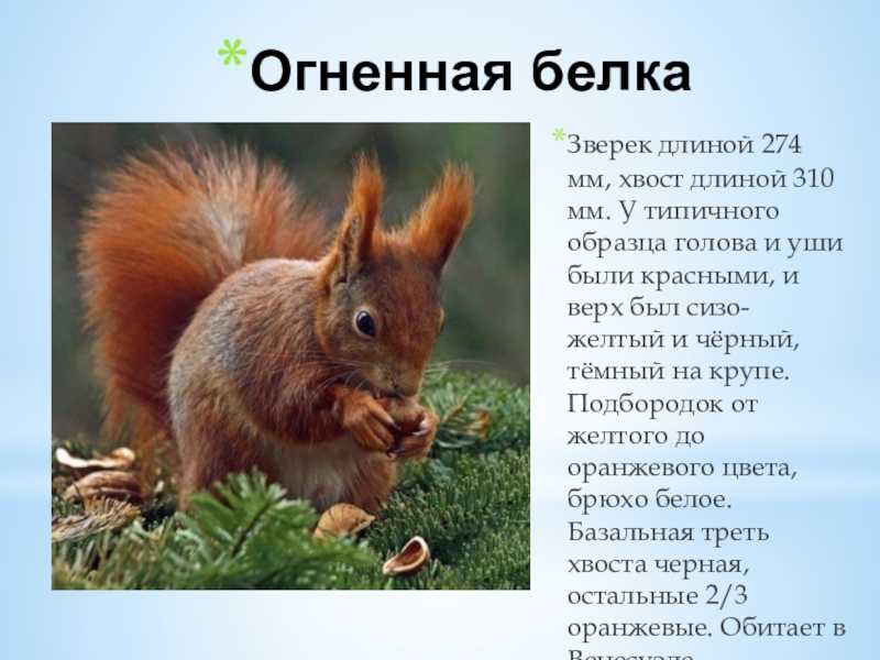 Белка