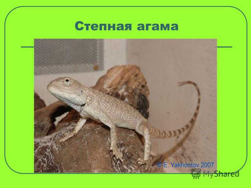 Стеллион, или агама гардун | мир животных и растений