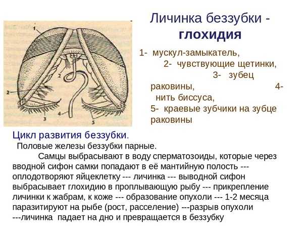 Двустворчатые моллюски (характеристика, строение, процессы жизнедеятельности, размножение и развитие) |  биология. реферат, доклад, сообщение, краткое содержание, лекция, шпаргалка, конспект, гдз, т