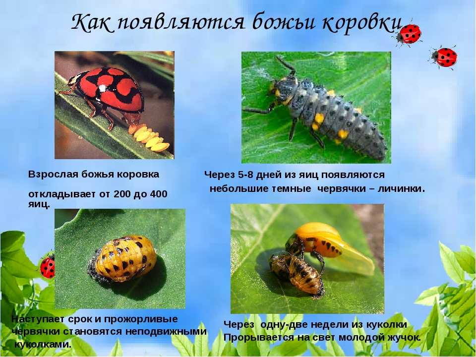 Божья коровка насекомое. описание, особенности, виды и среда обитания божьей коровки