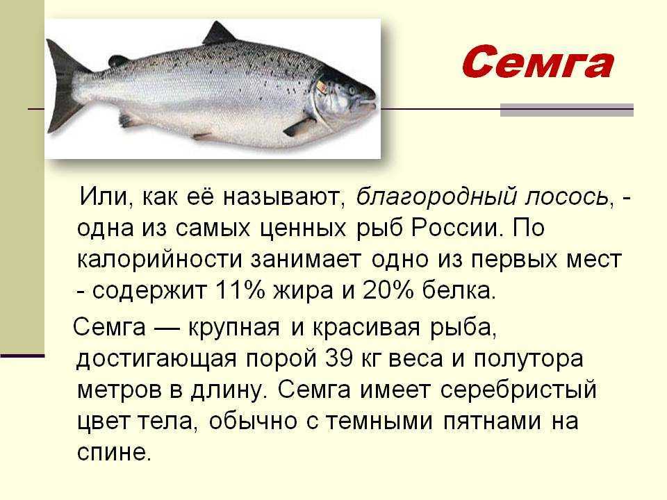 Рыба нельма: описание, фото, рацион, места обитания, способы ловли