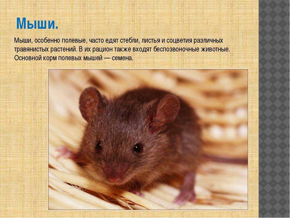 Виды мышей в природе