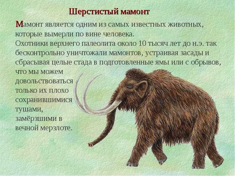 Всё об антилопе