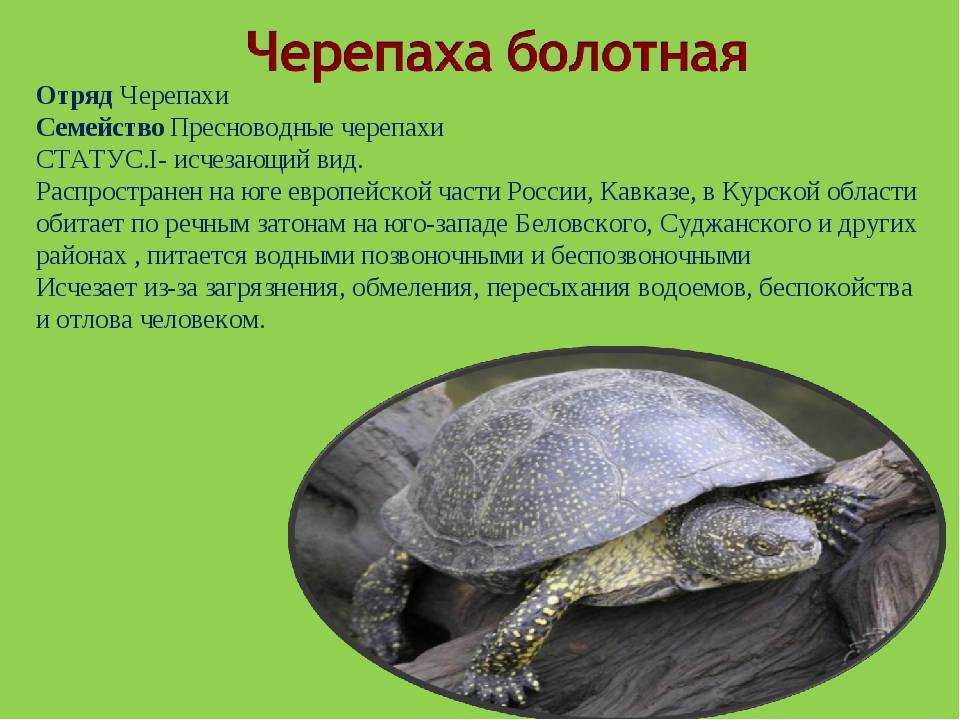 Черепаха