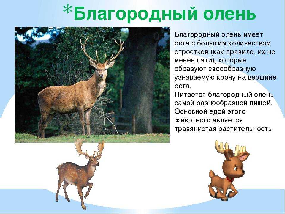 Виды оленей: фото, название, краткое описание