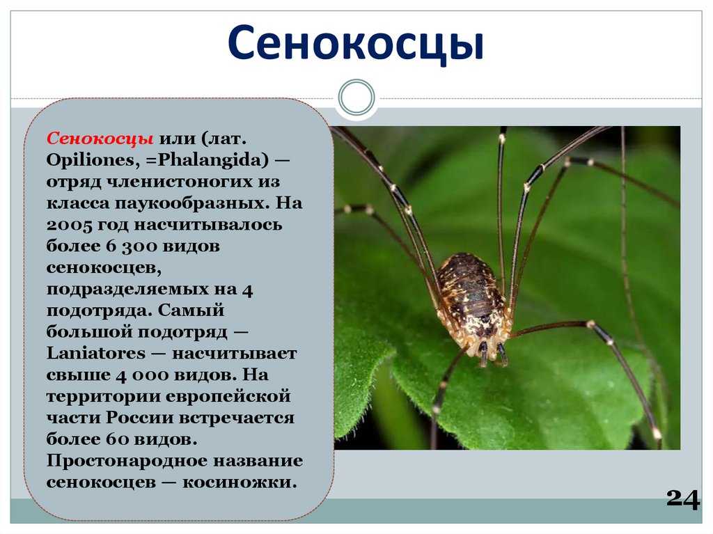 Паук-сенокосец: описание, опасность для человека, методы борьбы