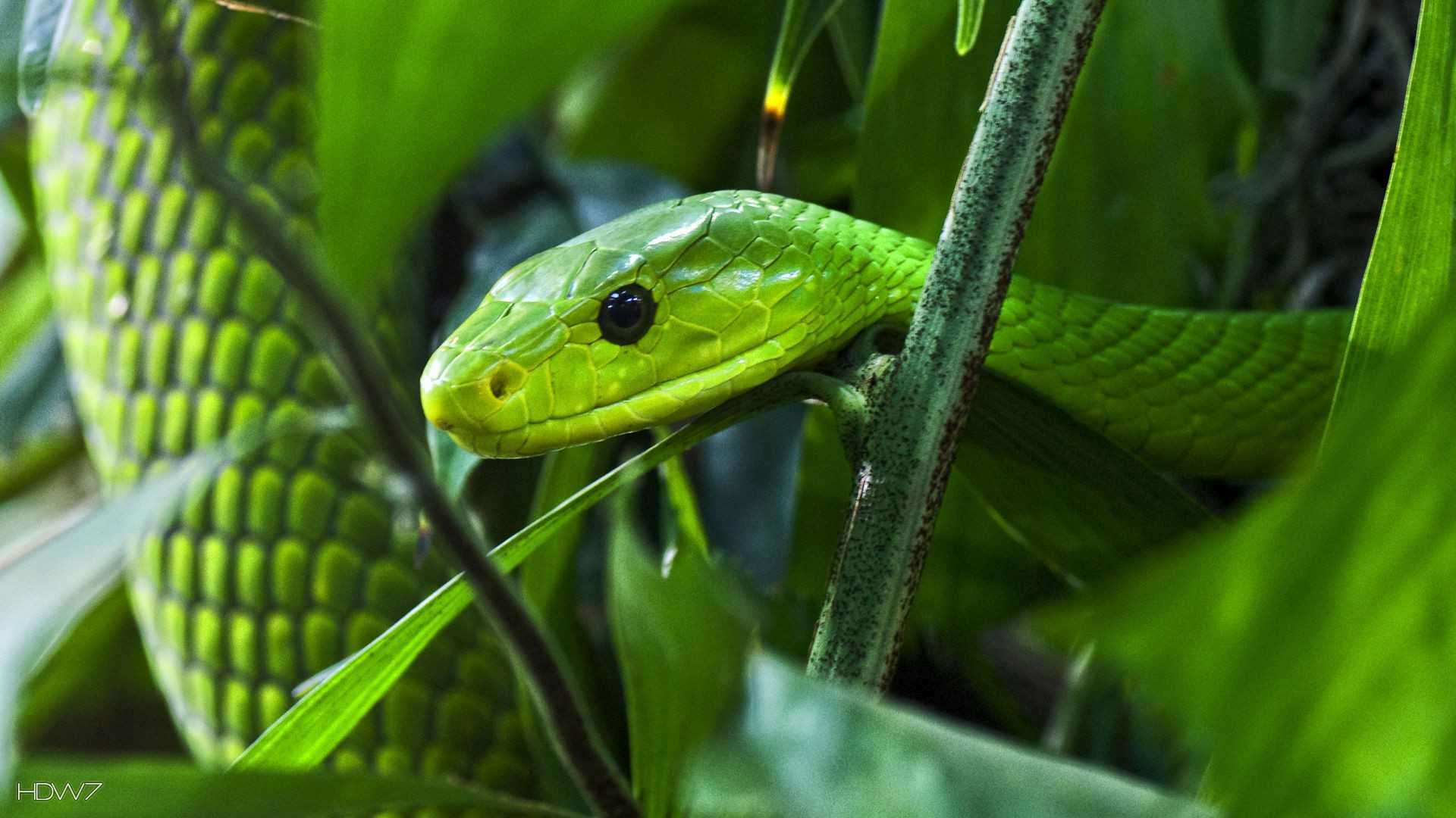 Западная зеленая мамба Dendroaspis viridis распространена в тропических лесах Западной Африки Средняя длина взрослой особи варьирует от 1,8 до 2,1 м Верхняя часть туловища яркая от желтовато-зелёной до зелёной с жёлтыми передними каёмками чешуек