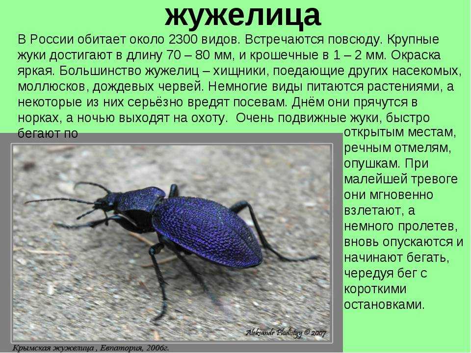 Жужелица насекомое. описание, особенности, виды, образ жизни и среда обитания жужелицы