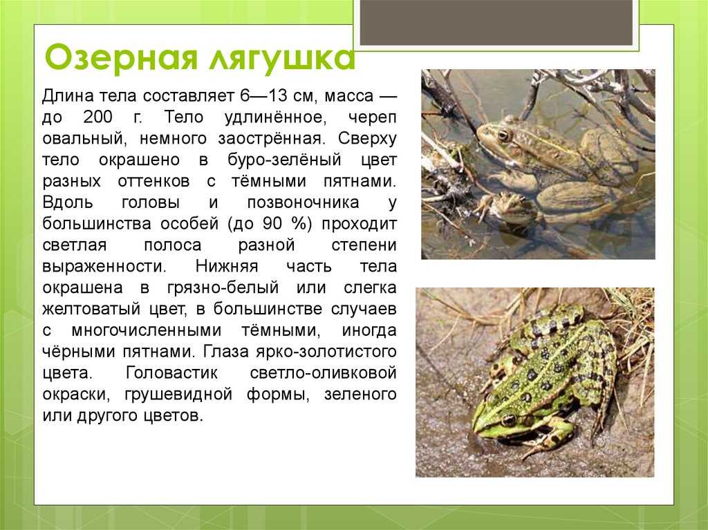 Описание прудовой лягушки из красной книги