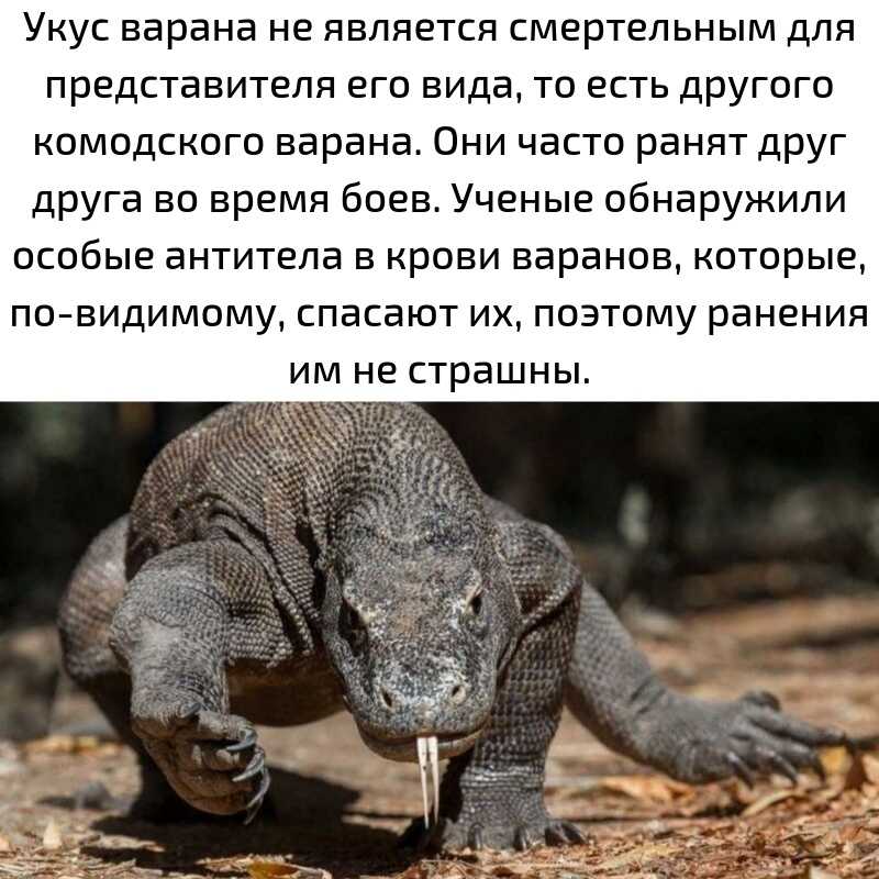 Любопытные факты о комодских варанах :: инфониак