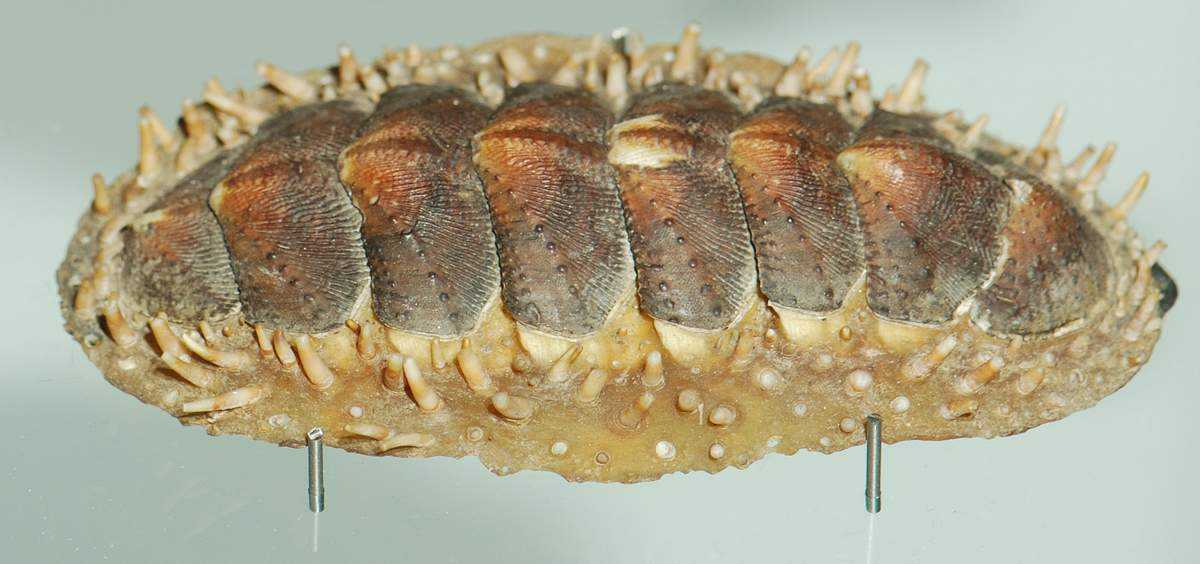 Панцирные моллюски