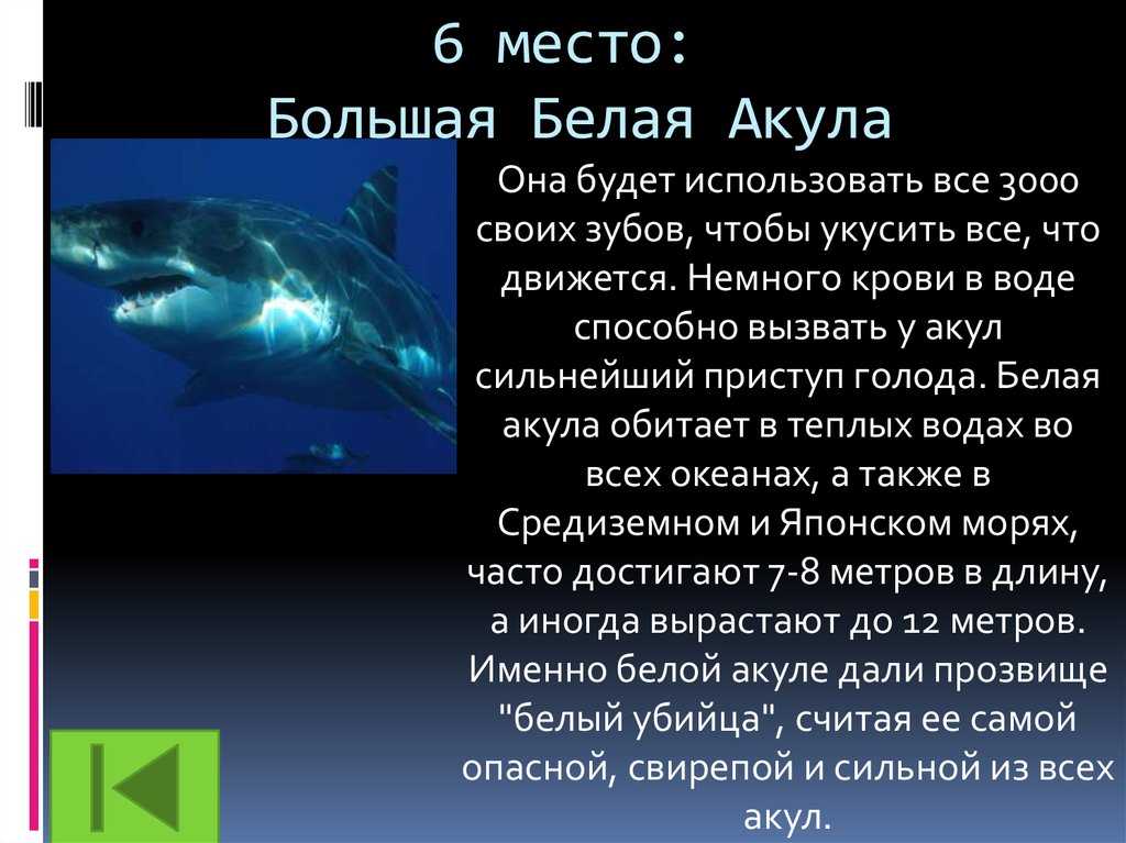 Рогатая акула: фото, описание, поведение, яд, чем опасны