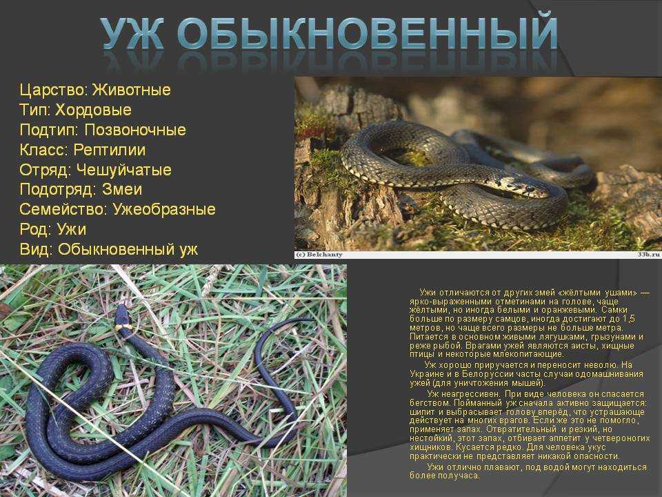 Виды ужеобразных — циклопедия
