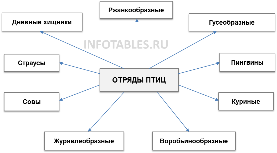 Птицы: внешний вид, фото, особенности, интересные факты, среда обитания