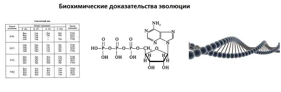 Лопатонос обыкновенный. все о необычной рыбе