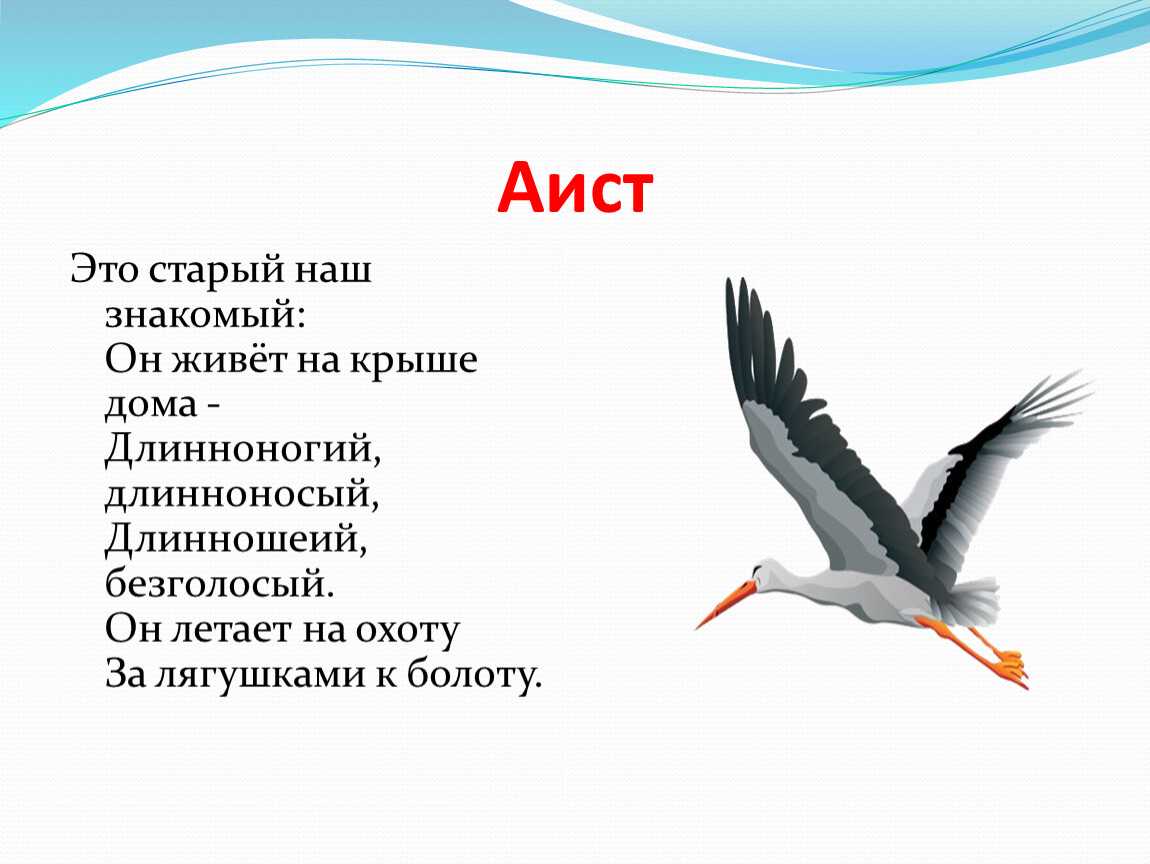 Птица аист описание, питание, размножение