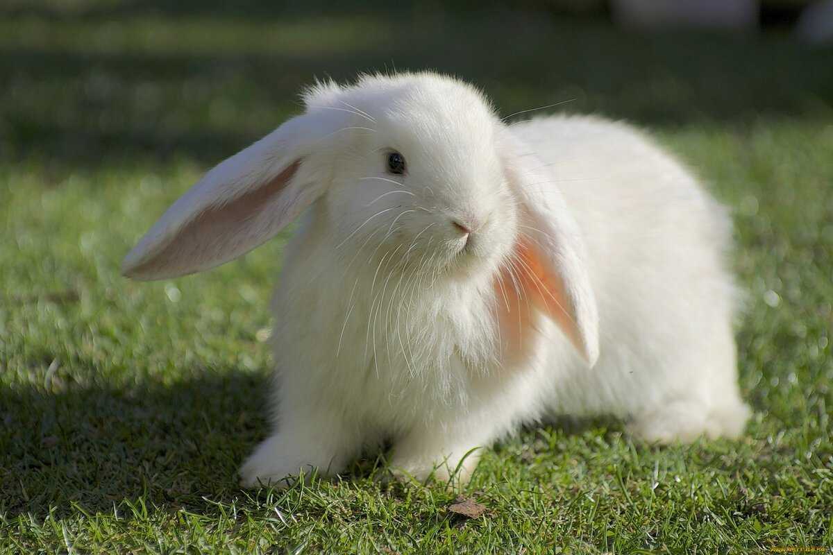 Флоридский кролик Sylvilagus floridanus — млекопитающее рода американских жесткошерстных кроликов Sylvilagus отряда зайцеобразных