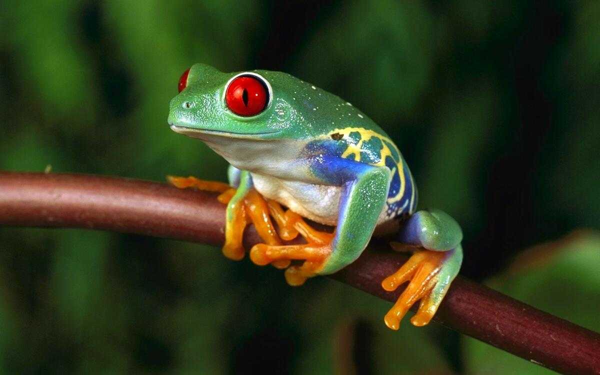 Семейство веслоногие лягушки rhacophoridae