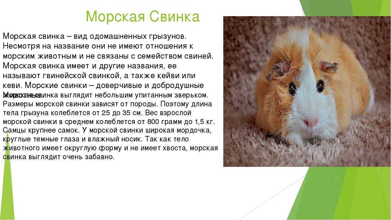 Морская свинка: описание, породы, уход, образ жизни | планета животных