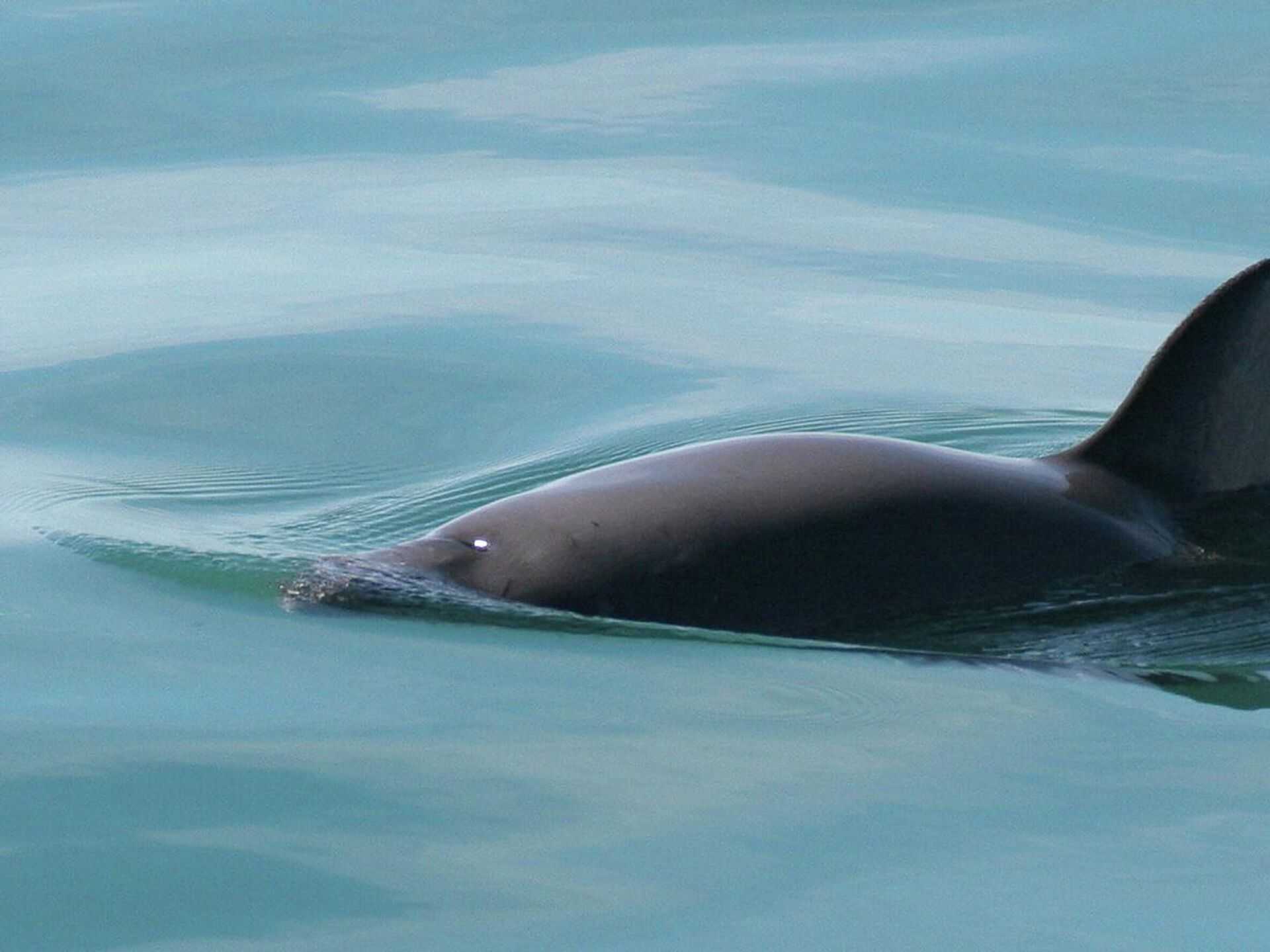 Морские свиньи (phocoena) | lifecatalog