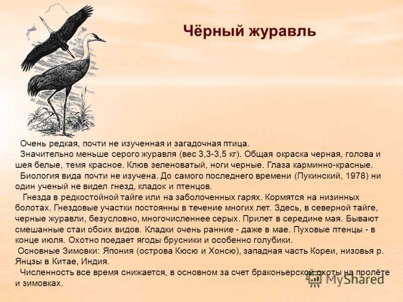 Символ журавля