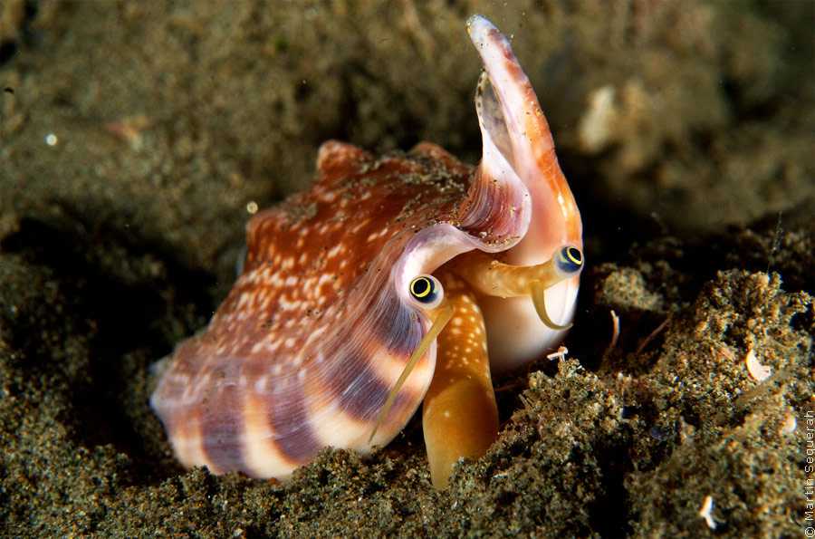 Strombidae ::: open wiki