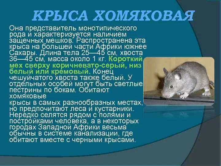 Мышь – описание, виды, где обитает, чем питается, фото