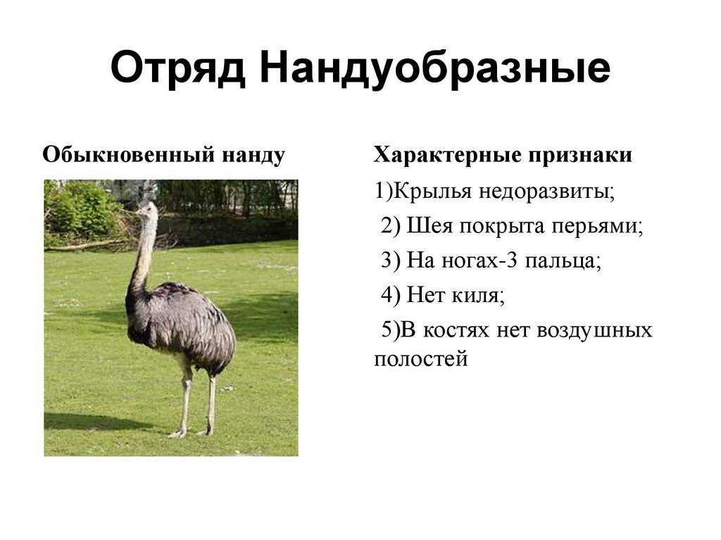 Африканский страус: описание птицы, место обитания, размножение и фото