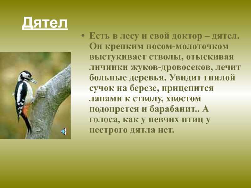 Описание желны (черного дятла) из красной книги
