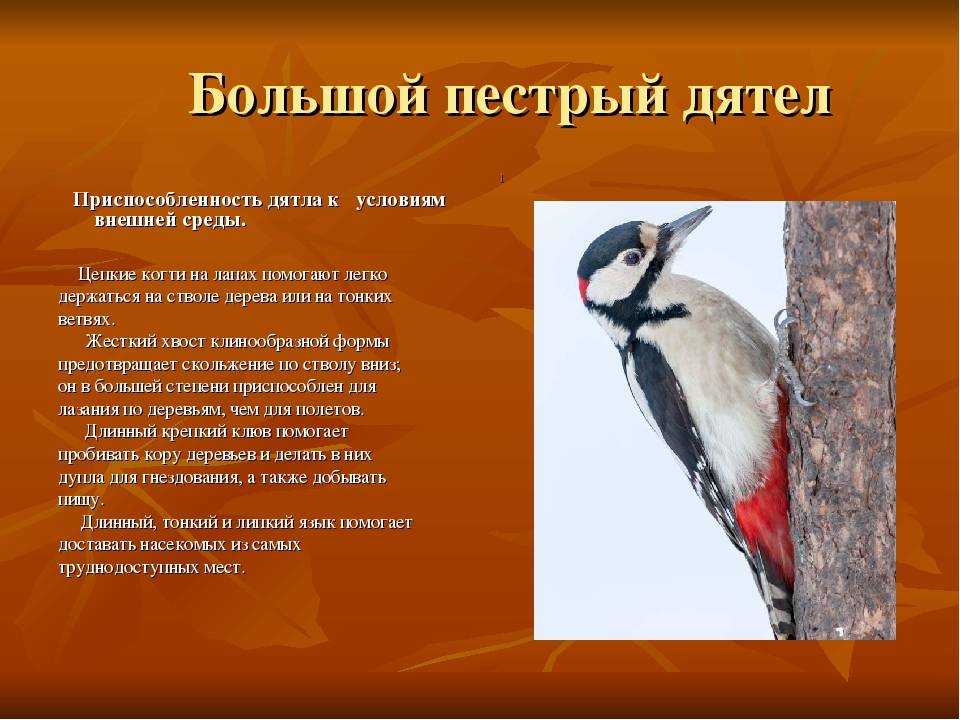 Дятел: описание, виды, среда обитания, питание, враги, образ жизни | планета животных