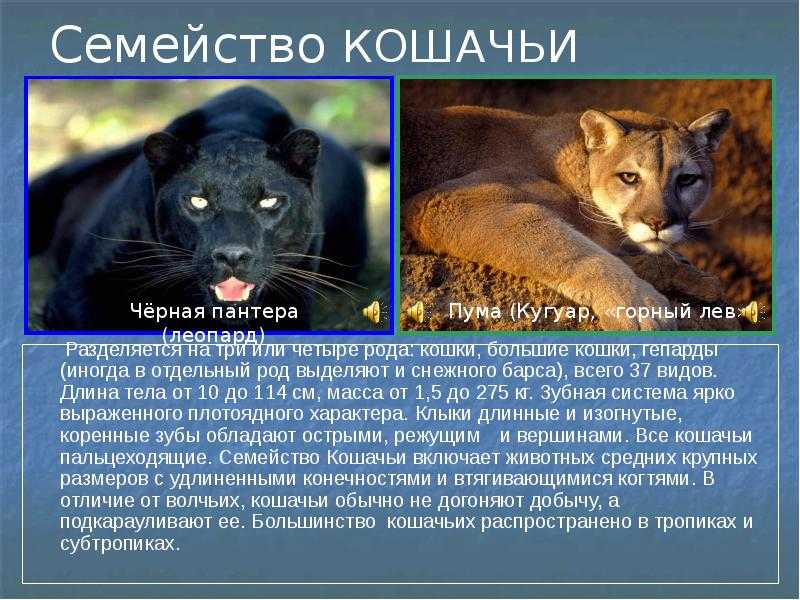Лев — гендерные различия, жизненные циклы, добычи и основные враги + 102 фото