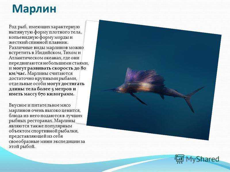 Марлин – рыба с носом-кинжалом