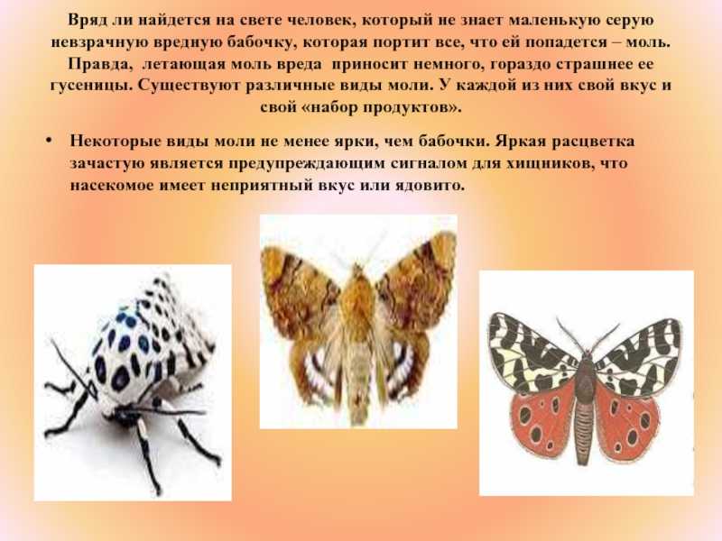 Бабочка - виды и описание бабочек в россии и мире