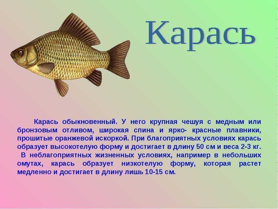 Семейство пилорылые скаты или рыбы-пилы (pristidae)
