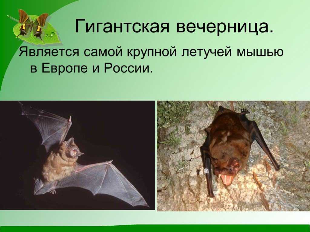 Рыжая вечерница — описание вида и интересные факты