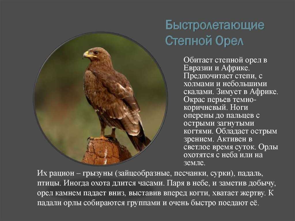 Большой подорлик — описание, среда обитания, интересные факты