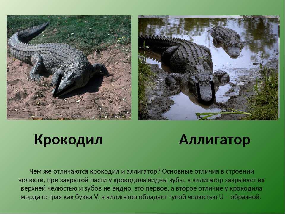 Крокодил и аллигатор — чем же они отличаются?