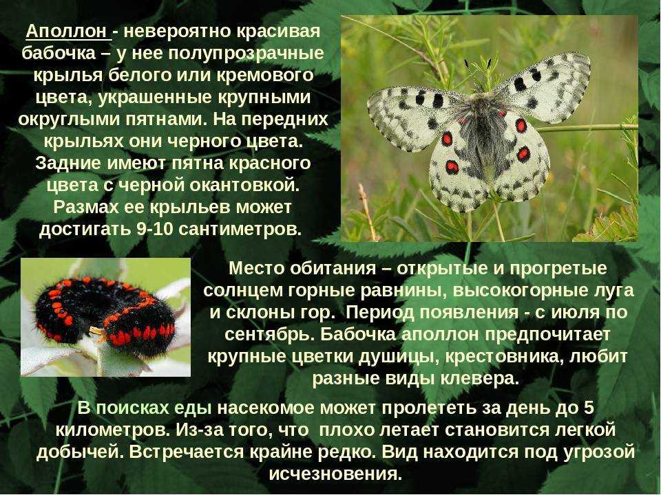 Аполлон фельдера — вики