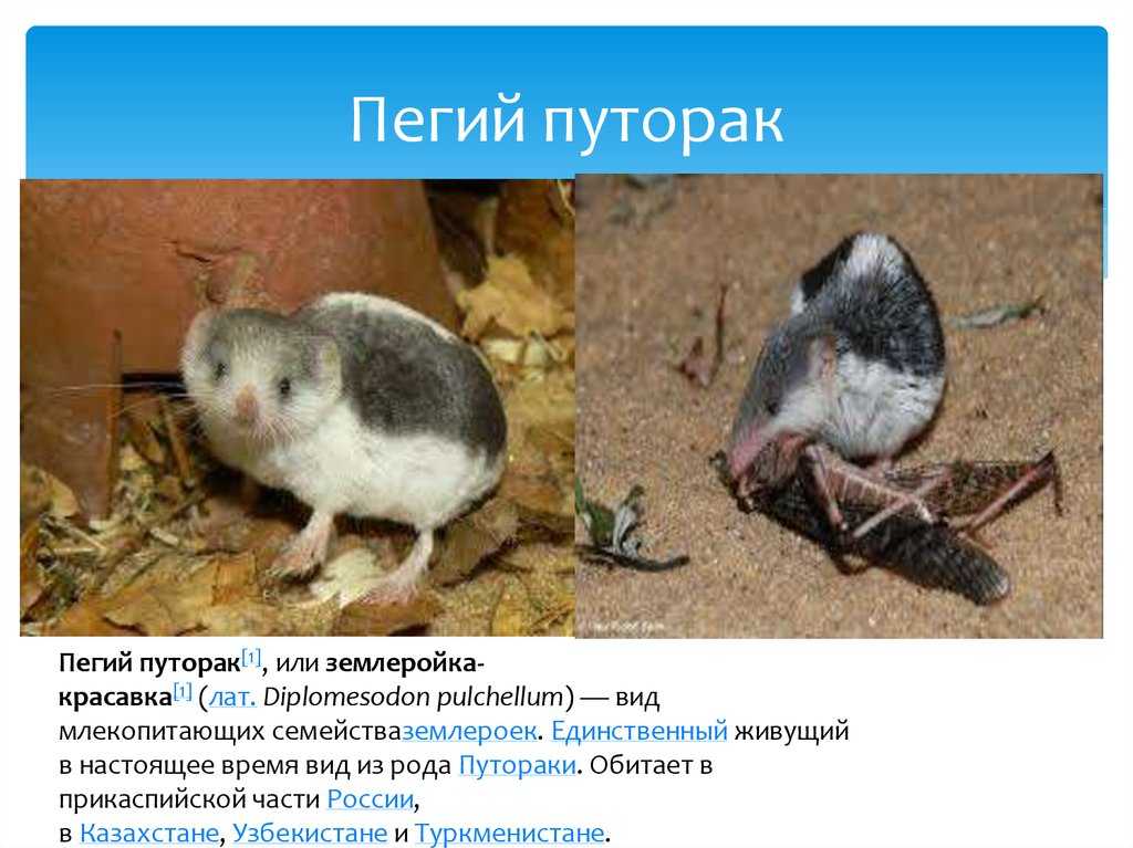 Пустыни и полупустыни